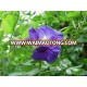 Dried butterfly pea from Thailand